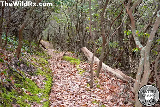 A narrow hiking path on the Appalachian Trail covered in brown fallen leaves and flanked by green mossy banks and dense thickets of rhododendron trees.