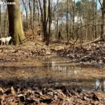 A small, murky water puddle on a leaf-covered forest trail with a white dog standing near a large tree in the background.
