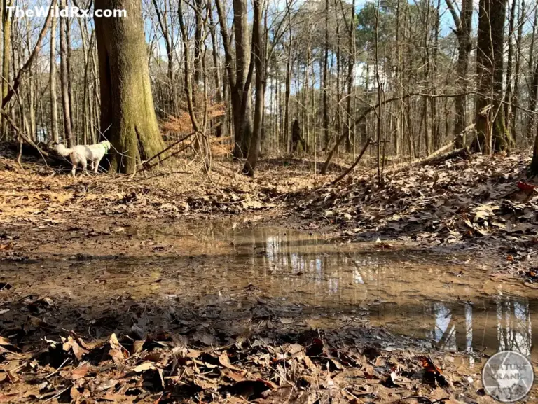 A small, murky water puddle on a leaf-covered forest trail with a white dog standing near a large tree in the background.