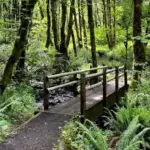 Wooden footbridge crossing a creek on the forest trail at Beazell Memorial Forest in Oregon, surrounded by green ferns and trees.
