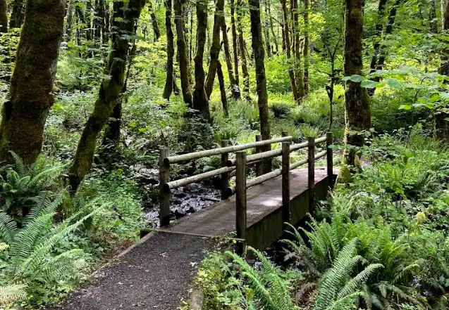 Wooden footbridge crossing a creek on the forest trail at Beazell Memorial Forest in Oregon, surrounded by green ferns and trees.