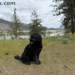 Black curly-haired dog resting on a grassy hiking trail with yellow wildflowers, pine trees, lake, and mountain views in the background.