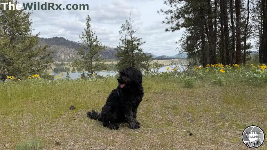 Black curly-haired dog resting on a grassy hiking trail with yellow wildflowers, pine trees, lake, and mountain views in the background.