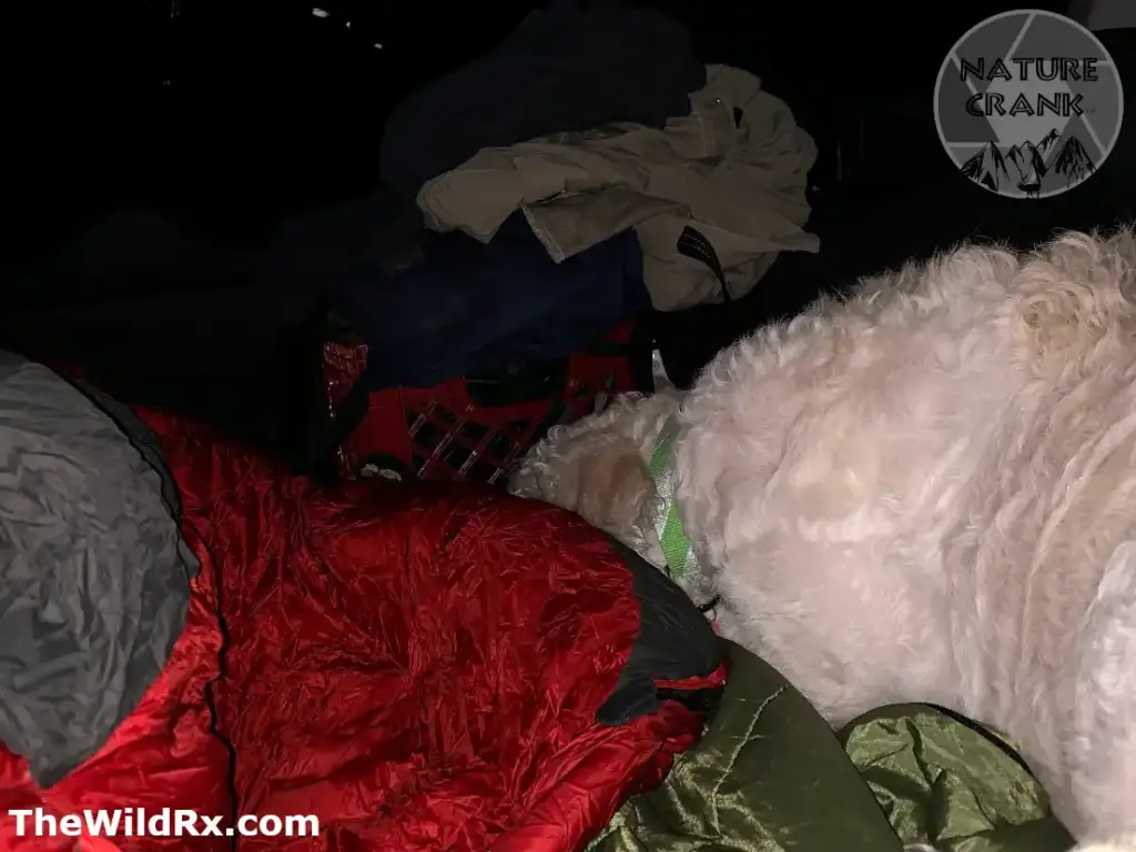 A white curly-haired dog sleeping next to a red sleeping bag in a dark camping setup to provide extra body heat and warmth.