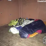 sleeping bags on sleeping pads inside a wooden Appalachian Trail shelter during a thru-hike.