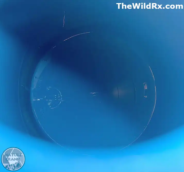 Looking down into the clean, light blue interior of an empty plastic rain barrel used for harvesting water.