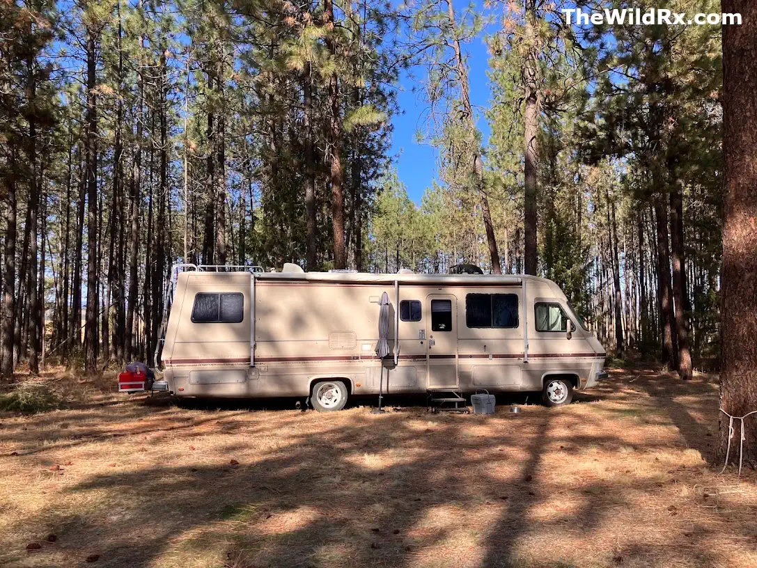 A vintage beige Class A motorhome parked for boondocking in a pine tree forest under a blue sky, showcasing low-impact RV living.
