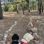 Two dogs sitting on a clearly marked hiking trail lined with rocks in a pine forest, demonstrating staying on the path for trail etiquette.
