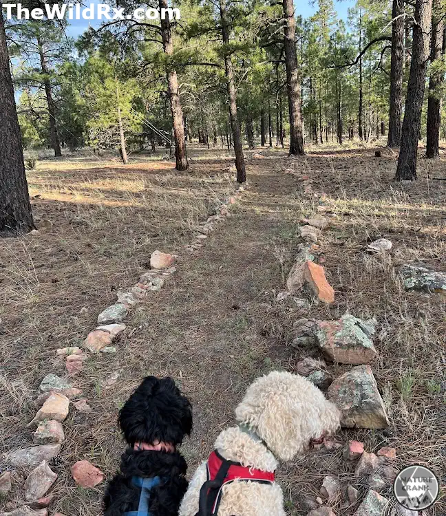 Two dogs sitting on a clearly marked hiking trail lined with rocks in a pine forest, demonstrating staying on the path for trail etiquette.