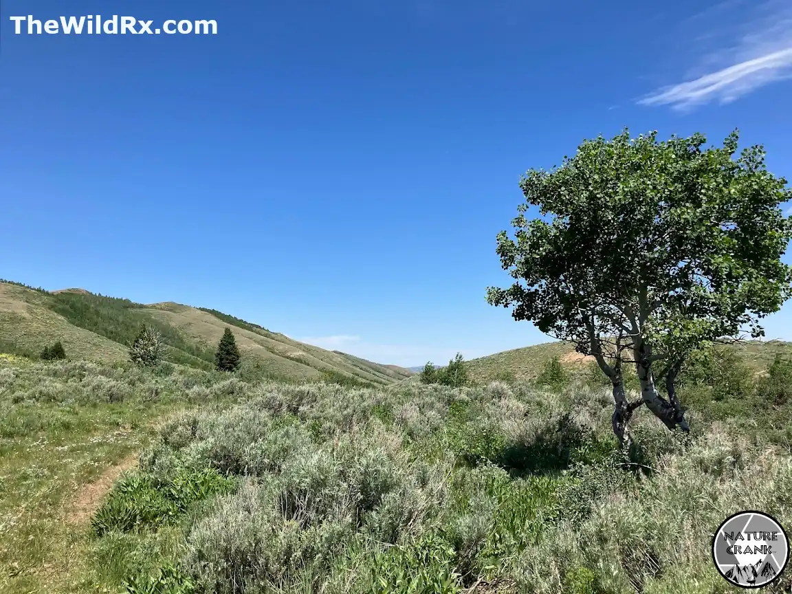 A wide mountain valley with sagebrush, a lone leafy tree, and distant ridges used for terrain association in wilderness navigation.