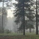 Thick wildfire smoke drifting through a pine forest, illustrating poor air quality and potential ash fallout for rainwater harvesting.
