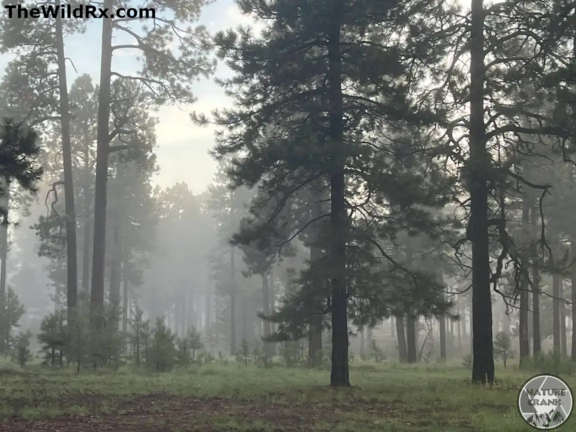 Thick wildfire smoke drifting through a pine forest, illustrating poor air quality and potential ash fallout for rainwater harvesting.