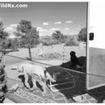A view from inside an RV looking out at a desert boondocking campsite with two dogs relaxing, illustrating the lifestyle made possible by remote power and water monitoring.