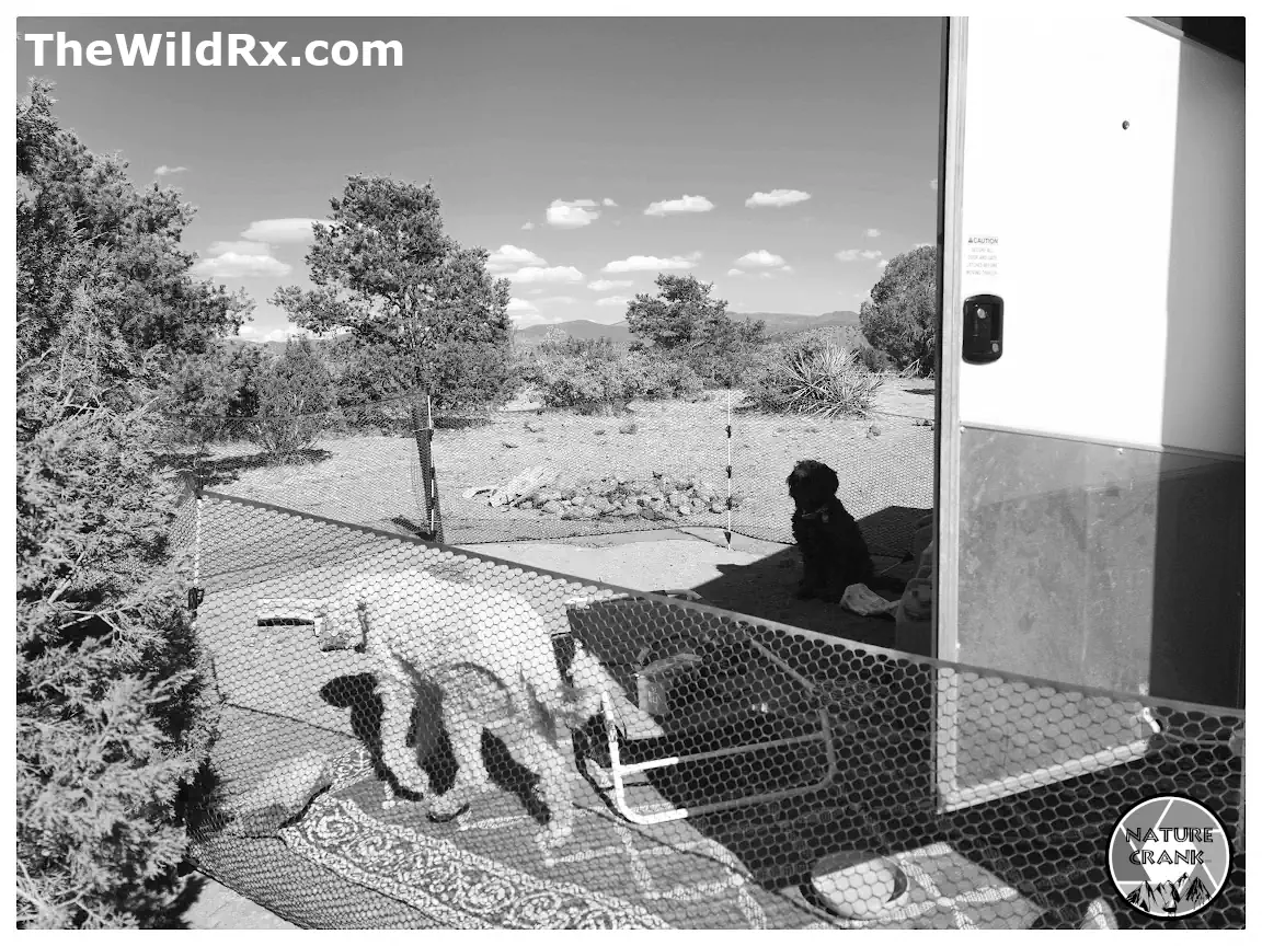 A view from inside an RV looking out at a desert boondocking campsite with two dogs relaxing, illustrating the lifestyle made possible by remote power and water monitoring.